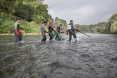 Atlantic salmon (Salmo salar) electric fishing on the Vieux-Rhin by the Saumon Rhin team, Search of the young fishes before migrating, Haut-Rhin, Alsace, France