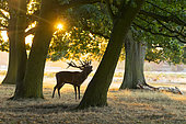 Red deer (Cervus elaphus) Red deer bellowing at sunrise, England, Autumn
