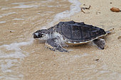 Green sea turtle (Chelonia mydas) going to sea, Bunaken Island, Sulawesi, Indonesia