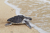 Green sea turtle (Chelonia mydas) going to sea, Bunaken Island, Sulawesi, Indonesia
