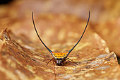 Long-horned Orb-weaver Spider (Macracantha arcuata), Malaysia peninsula