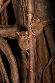 Spectral Tarsier (Tarsius tarsier) couple on Fig tree (Ficus) Tangkoko National Park, North Sulawesi, Indonesia
