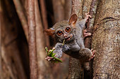 Spectral Tarsier (Tarsius tarsier) eating a grasshopper on Fig tree (Ficus) Tangkoko National Park, North Sulawesi, Indonesia