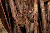 Spectral Tarsier (Tarsius tarsier) couple on Fig tree (Ficus) Tangkoko National Park, North Sulawesi, Indonesia