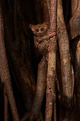 Spectral Tarsier (Tarsius tarsier) on Fig tree (Ficus) Tangkoko National Park, North Sulawesi, Indonesia