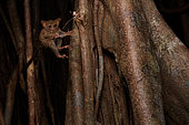 Spectral Tarsier (Tarsius tarsier ex Tarsius spectrum) capturing a grasshopper. Fig tree (Ficus) Tangkoko National Park, North Sulawesi, Indonesia