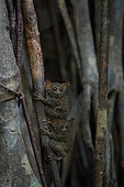 Spectral Tarsiers (Tarsius tarsier) on Fig tree (Ficus) Tangkoko National Park, North Sulawesi, Indonesia