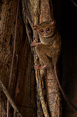 Spectral Tarsier (Tarsius tarsier) on Fig tree (Ficus) Tangkoko National Park, North Sulawesi, Indonesia