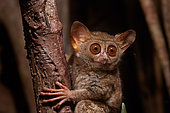 Portrait of Spectral Tarsier (Tarsius tarsier) on Fig tree (Ficus) Tangkoko National Park, North Sulawesi, Indonesia