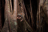 Spectral Tarsier (Tarsius tarsier) jumping from a Fig tree (Ficus) Tangkoko National Park, North Sulawesi, Indonesia