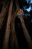 Spectral Tarsier (Tarsius tarsier) jumping from a Fig tree (Ficus) Tangkoko National Park, North Sulawesi, Indonesia