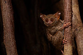Spectral Tarsier (Tarsius tarsier) on Fig tree (Ficus) Tangkoko National Park, North Sulawesi, Indonesia