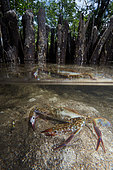 Flower crab, blue crab, blue swimmer crab, blue manna crab or sand crab (Portunus pelagicus), Bunaken Island, Sulawesi, Indonesia