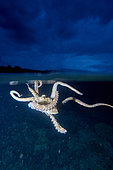 Octopus, Bunaken Island, Sulawesi, Indonesia