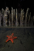 Gnarled large Sea Star (Proteaster nodosus) coral reef near mangrove, Bunaken Island, Sulawesi, Indonesia