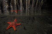 Gnarled large Sea Star (Proteaster nodosus) coral reef near mangrove, Bunaken Island, Sulawesi, Indonesia