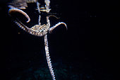Octopus, Bunaken Island, Sulawesi, Indonesia