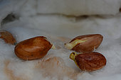 Peanuts (Arachis hypogaea) germinating