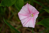 Cantabrican morning glory (Convolvulus cantabrica) flower, Ardeche, france
