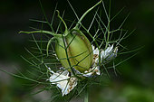 Devil in the bush (Nigella damascena) seeds, Ardeche, France
