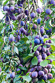 Damson plums in a garden