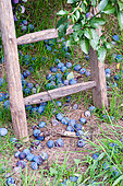 Harvest of Damson plums in a garden