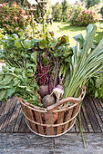 Harvest of red beets and other vegetables in a kitchen garden