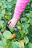 Young girl harvesting Physalis in a garden