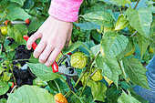 Young girl harvesting Physalis in a garden