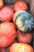 Harvest of pumpkins in a kitchen garden