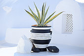 Aloe vera in pot and village of Fira in background, ambiance decoration, Santorini Island, Cyclades, Greece