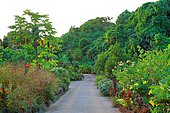 The 'Tropical Garden' in Opunohu, a garden with a huge variety of fruit trees, flowers and a vanilla plantation. The fare-sale offers more than 30 varieties of local fruit jams and fresh juices. Island of Moorea, French Polynesia
