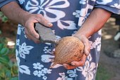 Old technique to open a coconut, Moorea Island, French Polynesia