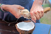 People spinning grated coconut meat to get milk, Moorea Island, French Polynesia