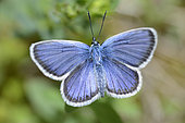 Silver-studded Blue (Plebejus Argus) male, Northern Vosges Regional Nature Park, France