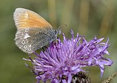 Chestnut Heath (Coenonympha glycerion), Mercantour, Alps, France