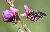 Cotton bee (Anthidium caturigense) on Restharrow (Ononis sp), Serre-Chevalier, Alps, France