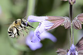 Anthophora bee (Anthophora aestivalis) female on a flower of kitchen Sage officinale (Salvia officinalis), Regional Natural Park of the Vosges du Nord, France