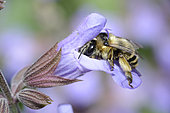 Anthophora bee (Anthophora aestivalis) female on a flower of kitchen Sage officinale (Salvia officinalis), Regional Natural Park of the Vosges du Nord, France