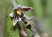 Ornate Tailed Digger Wasp (Cerceris rybyensis) female on Marsh Helleborine (Epipactis palustris), Mercantour, Alps, France