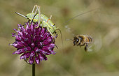 Swiss Saddle Bush-cricket (Ephippiger persicarius) female and Honey bee (Apis mellifera) fighting for a wild garlic (Allium sp) flower, Serre-Chevalier, Alpes, France