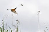Red-backed shrike (Lanius collurio) catching mating dragonflies, Vosges du Nord Natural Park, France