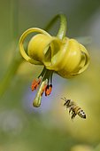 Straw-coloured turk's cap (Lilium pyrenaicum) and Honey bee (Apis mellifera), Botanical garden of the Lautaret Pass, Serre-Chevalier, Alps, France