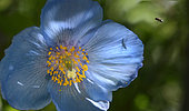 Blue Poppy (Meconopsis betonicifolia), Botanical Garden of the Col du Lautaret, Serre-Chevalier, Alps, France