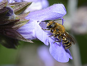 Mason bee (Osmia brevicornis) male on flower of Kitchen Sage (Salvia officinalis), Regional Natural Park of the Vosges du Nord, France