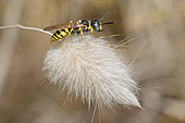 European beewolf (Philanthus triangulum) male on Harestail grass (Lagurus ovatus)