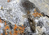 Zebra jumper (Salticus scenicus) jumping on a Stonefly, Serre-Chevalier, Alps, France