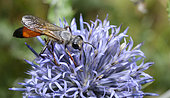 Golden digger wasp (Sphex rufocinctus) female on flower of Globethistle (Echinops sp), Mercantour, Alps, France