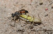 Tachysphex (Tachysphex pompiliformis) capturing a locust, Regional Natural Park of the Vosges du Nord, France
