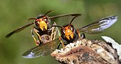 Asian hornet (Vespa velutina) in front of their nest, edges of Loire, Nantes, France